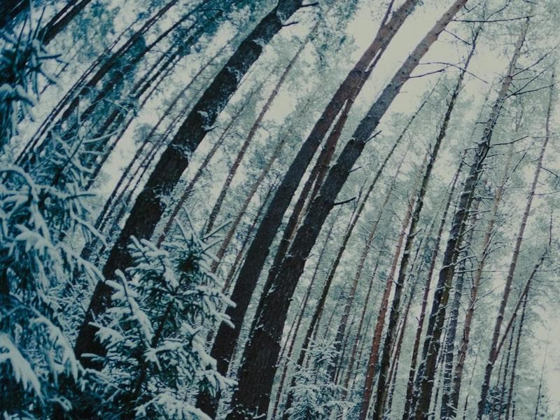 Floresta Nevada - Unsplashed